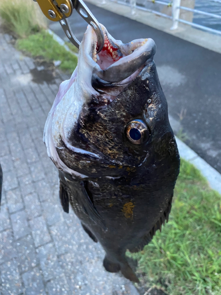 ヘチってきました