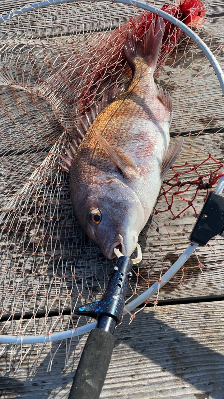 今年クエ2本目GET！