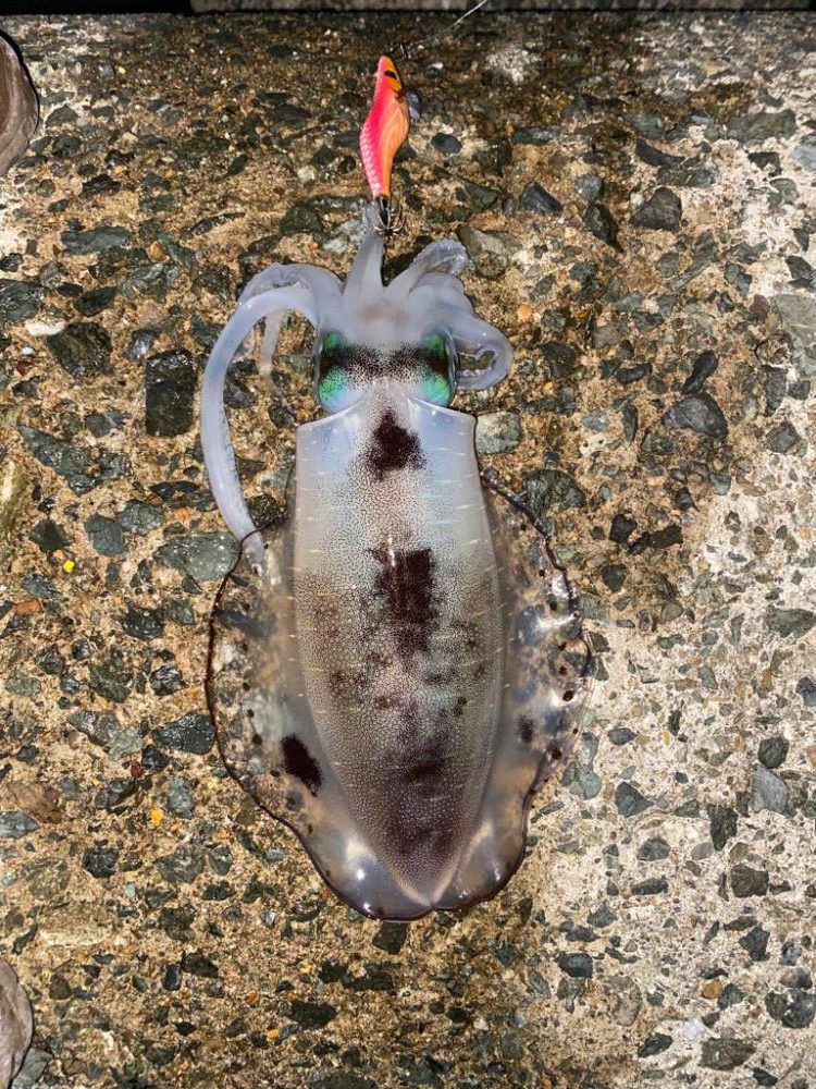 久びさエギング