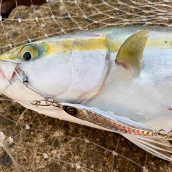 岸和田一文字6時台のハマチの鬼ラッシュ