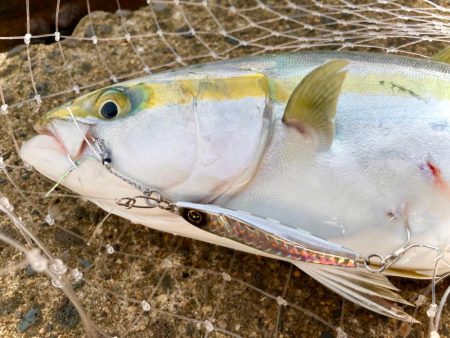 岸和田一文字6時台のハマチの鬼ラッシュ