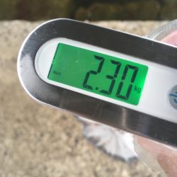 [タコフィネス] 秋タコ4杯で2.3キロ