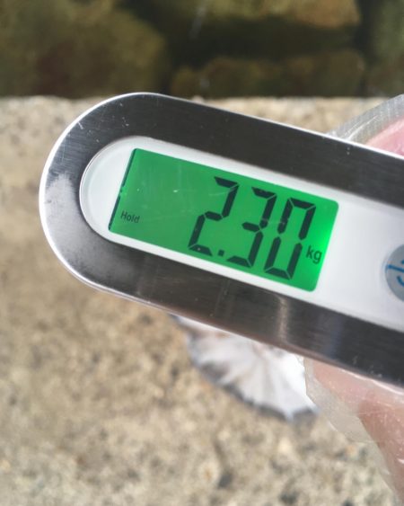 [タコフィネス] 秋タコ4杯で2.3キロ