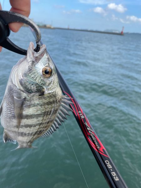近場でチヌ釣り