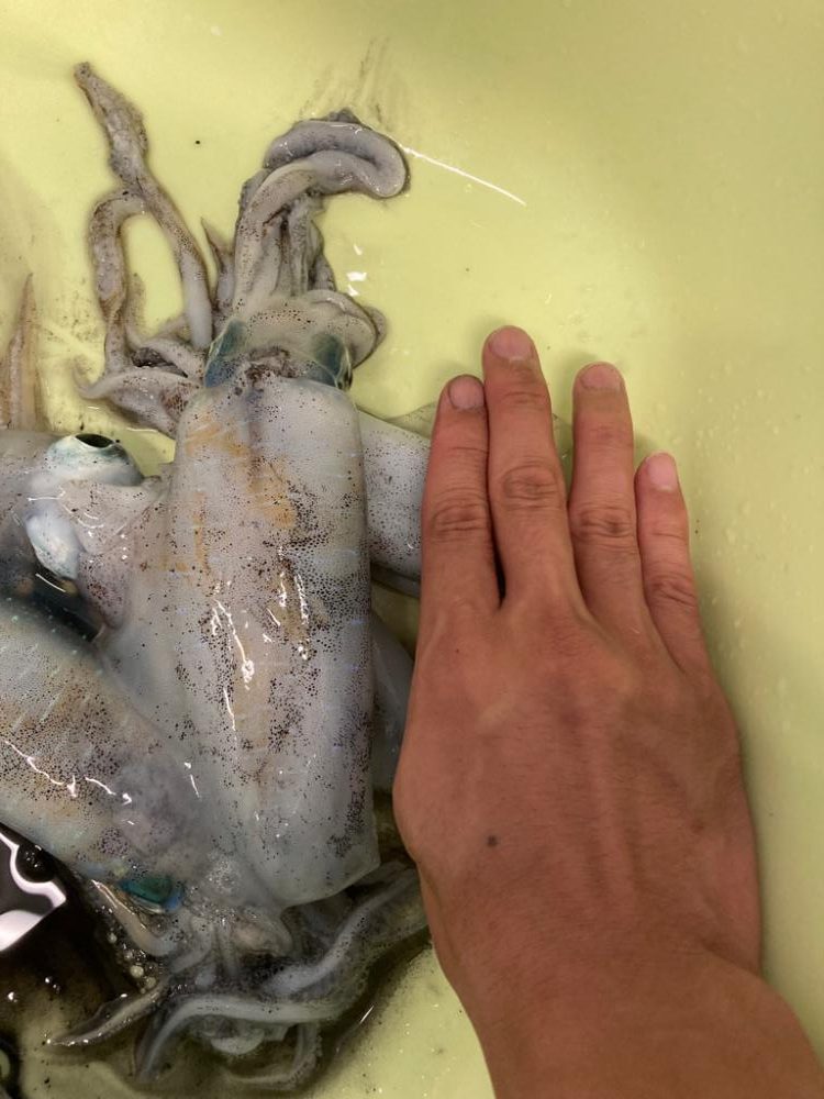 釣れ過ぎ注意!!