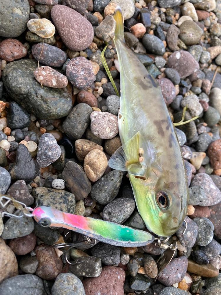 秋の夕涼み釣行