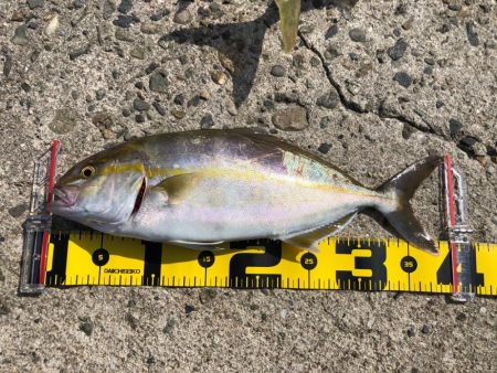 ショアジギング