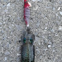 朝まずめ釣行!!