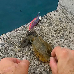 隠岐でエギング新子祭り！