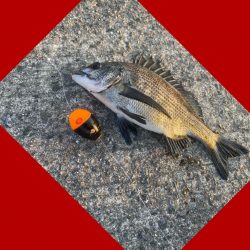 一雨降りその後。