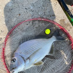 のんびりチヌ釣り❗️