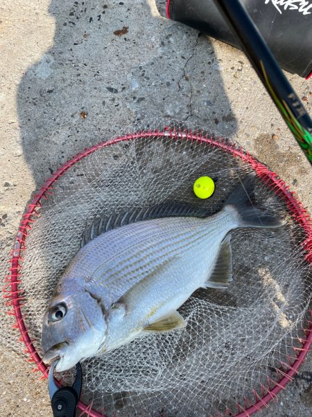 のんびりチヌ釣り❗️