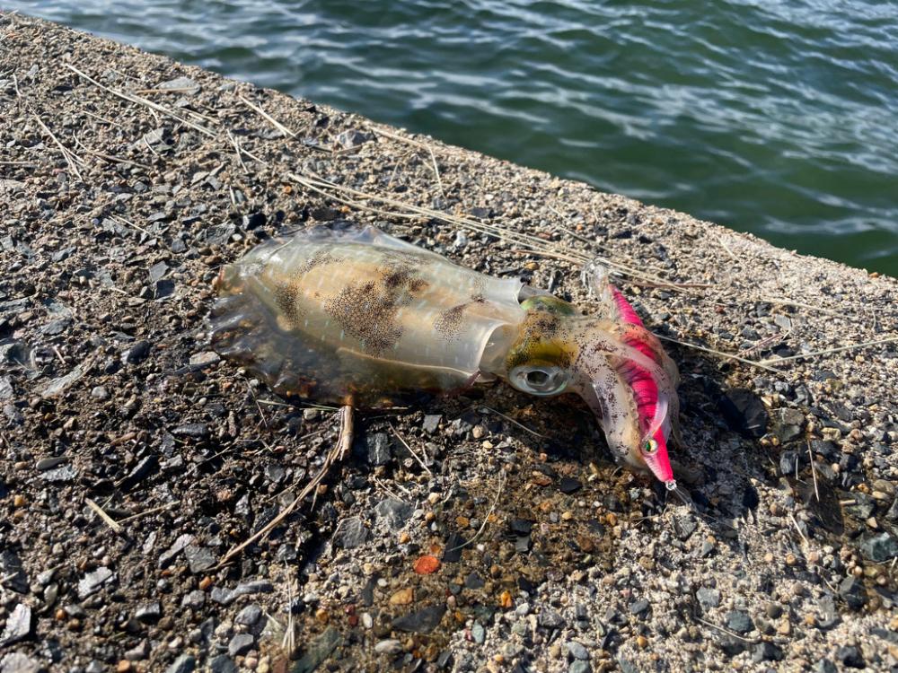 短時間エギング