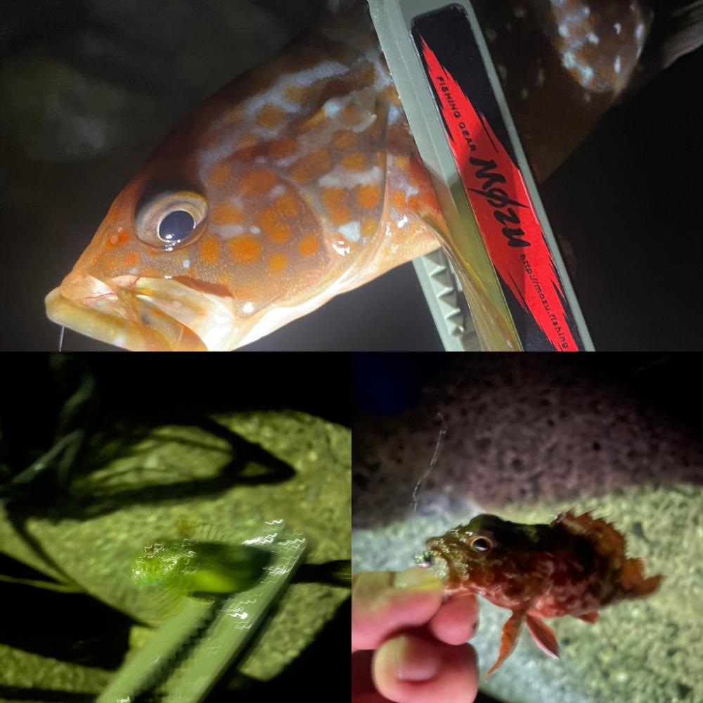 久しぶりにアジング