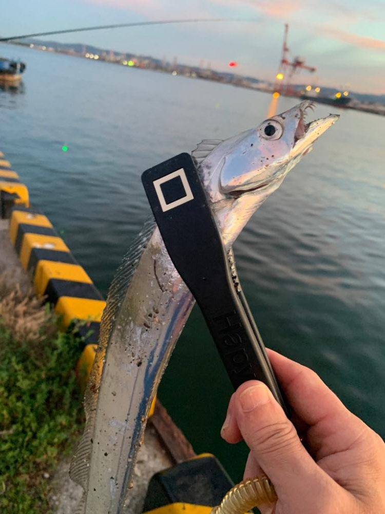 今年陸っぱりからの初タチウオ！