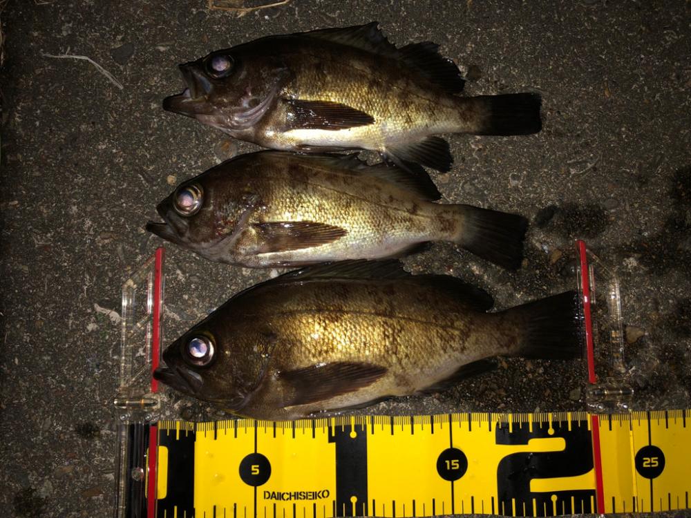 ショアジギのはずがメバリング