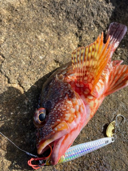 ショアキャスティング、ショアジギング