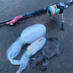 相棒は墨族！入れた瞬間スイッチが入るエギを使いこなしたい