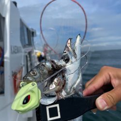 太刀魚テンヤでデブゴン連発！