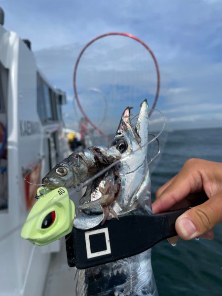 太刀魚テンヤでデブゴン連発！