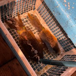 イカメタルエギングアジング笑