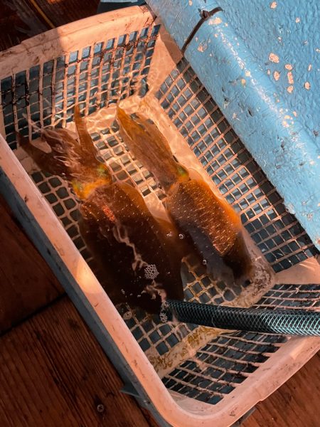 イカメタルエギングアジング笑