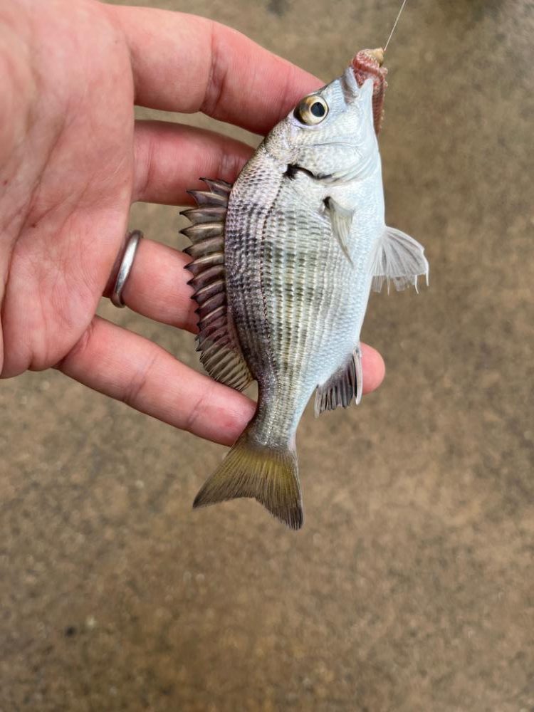 旅行ついでの短時間釣行