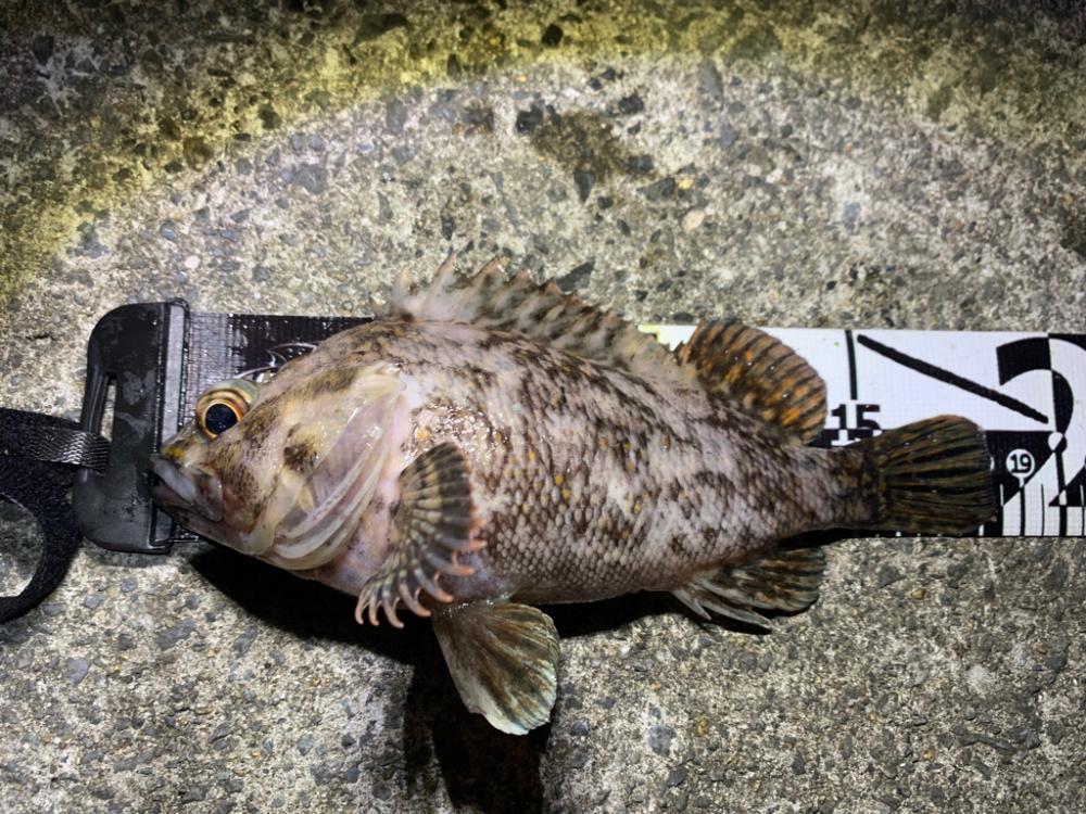 ロックフィッシュ祭り