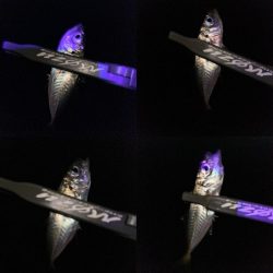 マズメチャレンジ