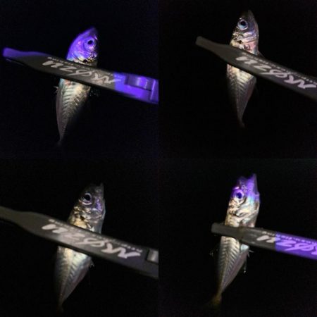 マズメチャレンジ