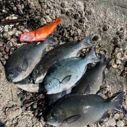 米水津の尾長を狙って❗️