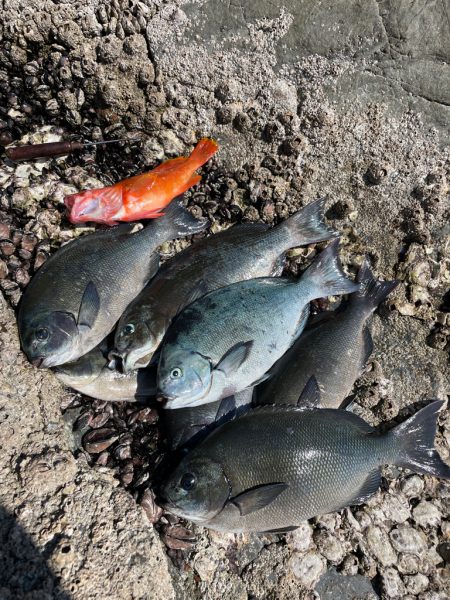 米水津の尾長を狙って❗️