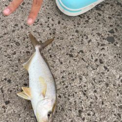 旅行中にジグパラでカンパチ！！！