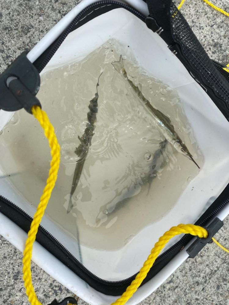 台風前にサヨリ釣り