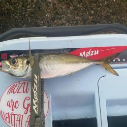 マズメチャレンジ