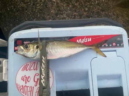 マズメチャレンジ