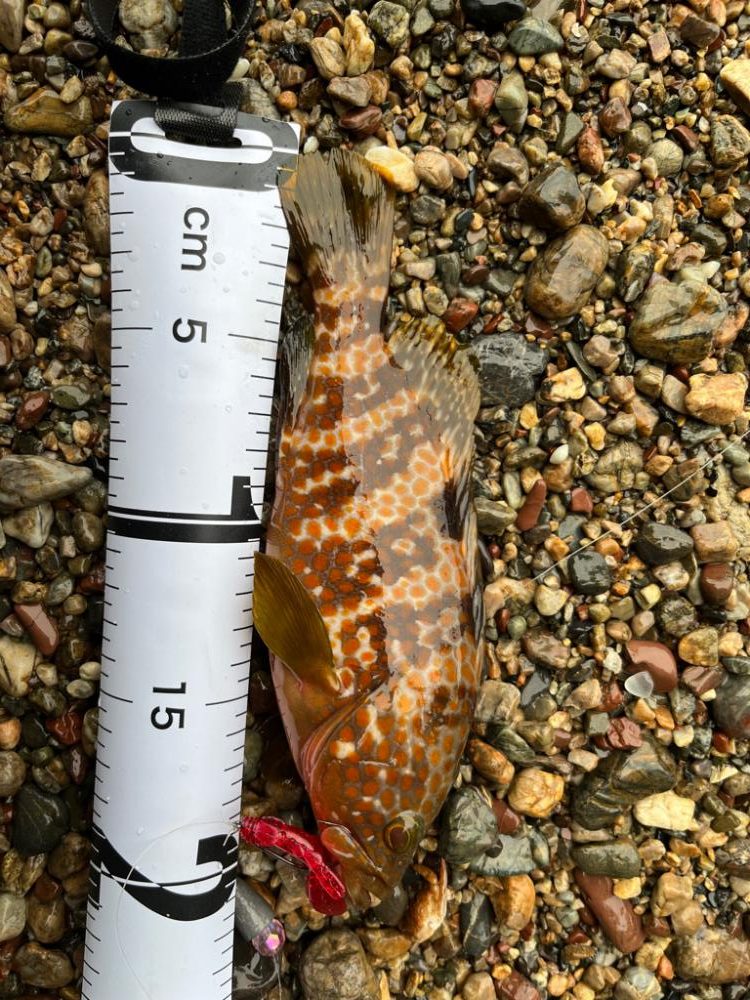 激渋ロックフィッシュ