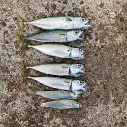 サヨリ釣りin西宮ケーソン