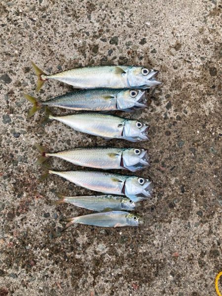 サヨリ釣りin西宮ケーソン