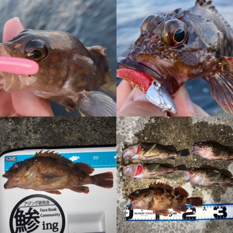 ライトワインド最高です！