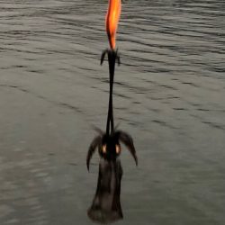 夕まずめチャレンジ