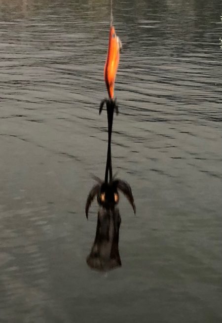 夕まずめチャレンジ