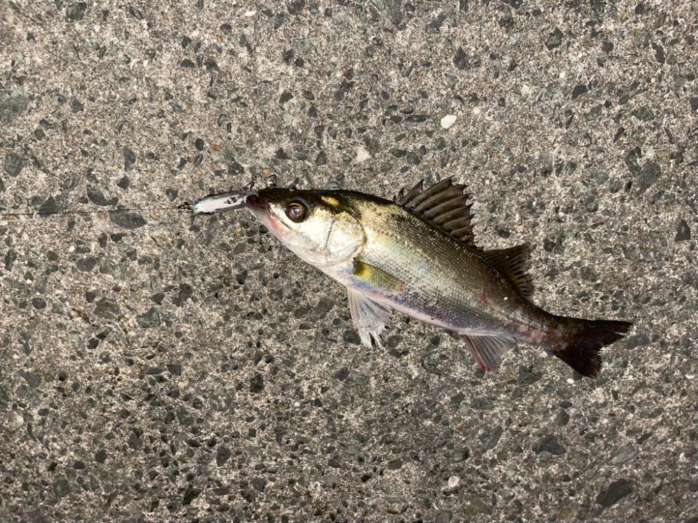 再現性を求めて