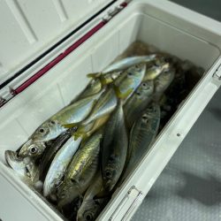 バチコン⋆*🎣♬