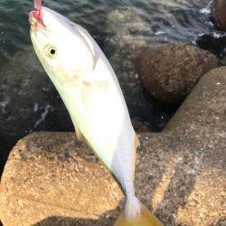 マイクロベイトパターン