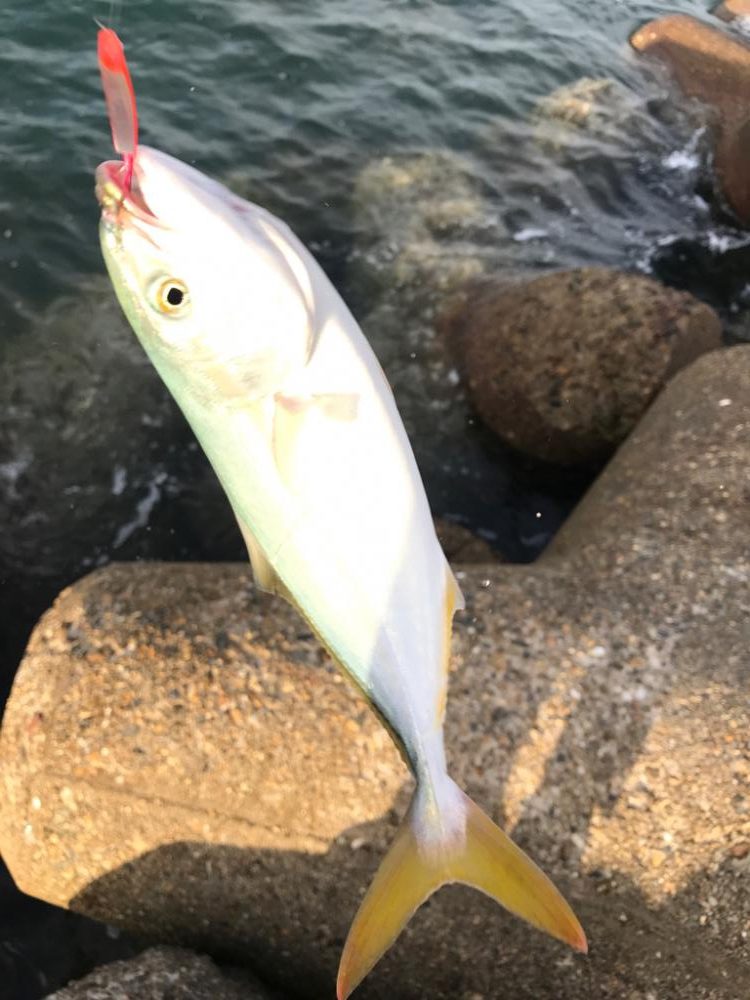 マイクロベイトパターン