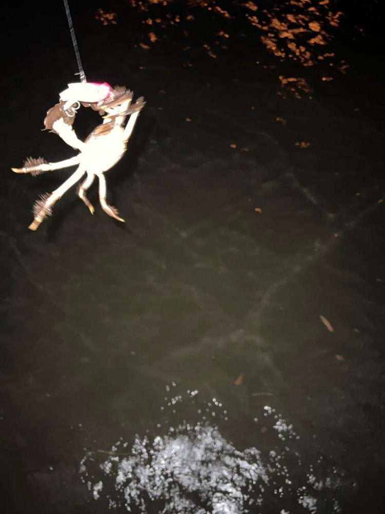 ブレイク付きシーバス