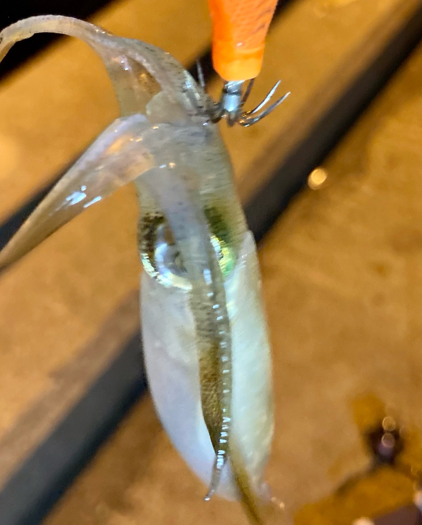 アジング&エギング