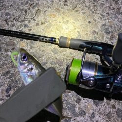 エギングからのライトゲーム