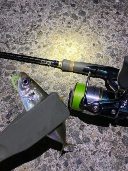 エギングからのライトゲーム